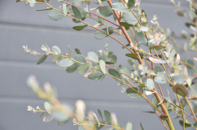 Eucalyptus gunnii ´ Silverana ´  Clt.10