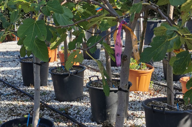 Ficus Carica Clt.9 ´ Brogiotto bianco´ 1/2 Štandard