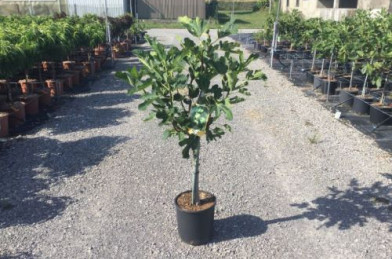 Ficus carica ´ Rosso ´ Clt.6 1/2 Standard