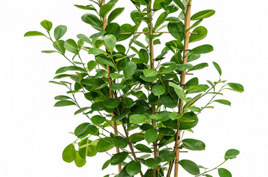 Ficus microcarpa ´ Moclame ´ Clt.ø24cm 40x100 cm