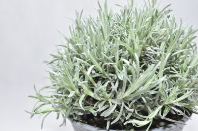 Helichrysum italicum Kari P14