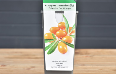 Hippophae rhamnoides ´ Friesdorfer Orange ´ Clt.2 samosprašný