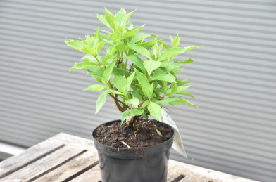 Hydrangea paniculata ´ Levana ´ Clt.3 30-40 cm