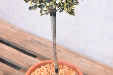 Ilex aquifolium  ´ Argentea marginata ´ LV 9 Mini Štandard