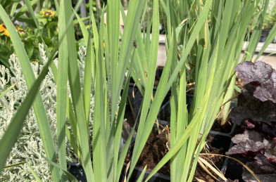 Iris sibirica ´ Ego´ Ctl.1,5