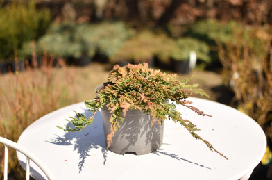 Juniperus horizontalis ´ Golden Carpet ´ Clt.2 20-40 cm