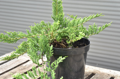 Juniperus horizontalis ´ Prince of Wales ´ Clt. 2 20-40 cm