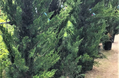 Juniperus chinensis ´ Spartan ´ Clt.25