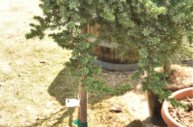 Juniperus conferta ´ Blue Pacific ´ Clt.30