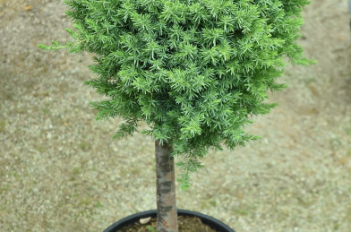 Juniperus conferta ´ Blue Pacific ´ Clt.18 60cm Clear Stem