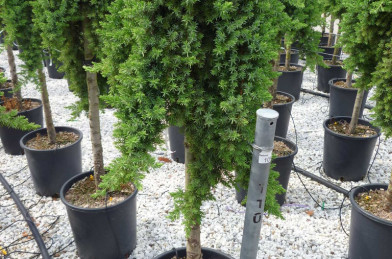 Juniperus conferta ´ Blue Pacific ´ Clt.25 1/2 Štandard