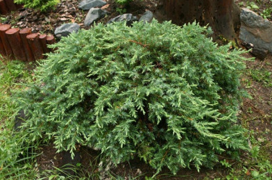 Juniperus conferta ´ Schlager ´  LV9 Mini Štandard