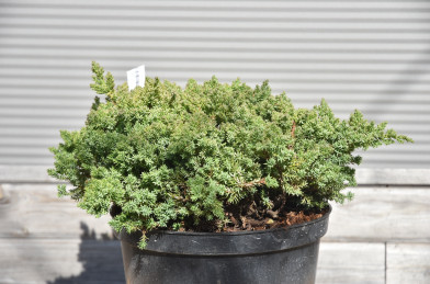 Juniperus procumbens ´ Nana ´ Clt.7,5 40-60 cm