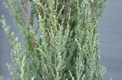 Juniperus scopulorum ´ Blue Arrow ´ Clt.15 100-120 cm