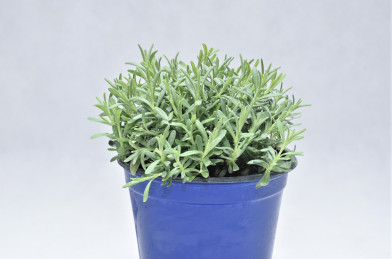Lavandula angustifolia ´ Hidcote ´ P14