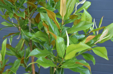 Magnolia grandiflora ´ Goliath ´ Clt.10