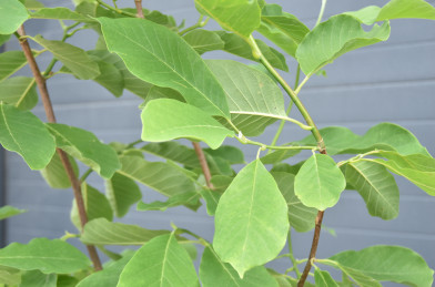 Magnolia acuminata´ Elisabeth ´ Clt.9 Štandard
