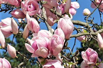 Magnolia soulangeana clt.10.80/100