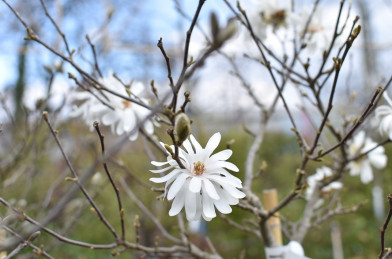 Magnolia stellata Clt.20 1/2 Štandard