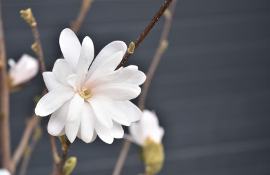 Magnolia stellata Clt.10
