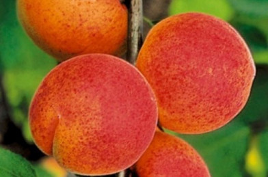 Prunus armeniaca ´ Bergeron ´ podp. Myrobalán VK