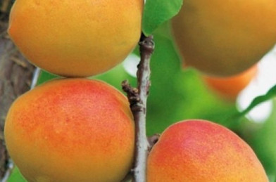 Prunus armeniaca´ Goldrich ´ podp. Myrobalán Clt.9,5