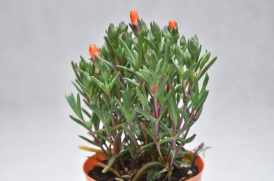 Mesembryanthemum oranžová P14
