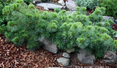 Pinus strobus ´ Minima ´ Clt.7,5 35-40 cm