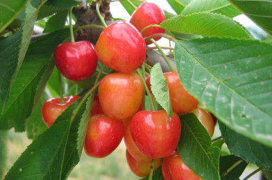 Prunus avium ´ Napoleon ´ Clt.6