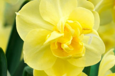 cibuľoviny - Narcissus ´ Yellow Cheerfulness ´