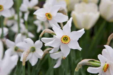 cibuľoviny - Narcissus ´ Poeticus Recurvus ´
