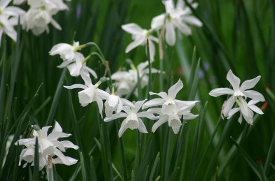 cibuľoviny - Narcissus ´ Thalia ´