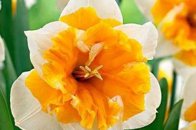 cibuľoviny - Narcissus ´ Orangery ´