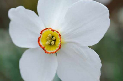 Kvetináč - Narcissus ´ Poeticus recurvus pheasant eye ´Clt.10