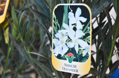 Nerium oleander Clt.10 - biely