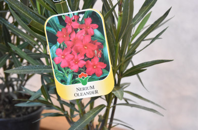 Nerium oleander Clt.3 - červený
