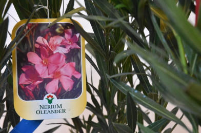 Nerium oleander Clt.3 - tmavo ružový
