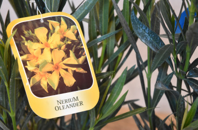 Nerium oleander Clt.10 - žltý