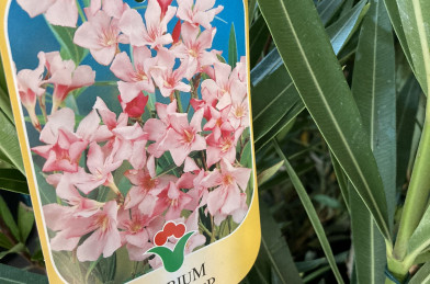 Nerium oleander Clt.3 - ružový