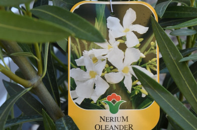 Nerium oleander Clt.3 - biely