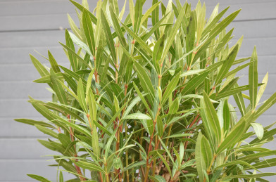 Nerium oleander Clt.20 1/4 Štandard - tmavo ružová