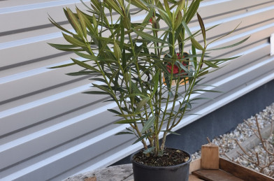 Nerium oleander Clt.3 - fialový