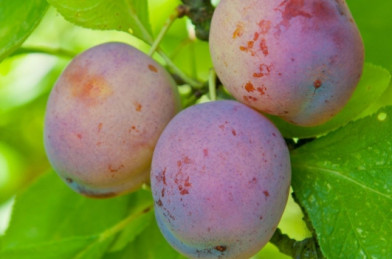 Prunus domestica ´ Opal ´ Clt.7,5 1/2 Štandard