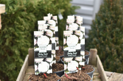 Paeonia lactiflora ´ Shirley Temple ´ Clt.1