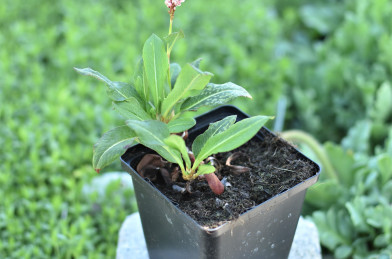 Persicaria affinis ´ Darjeeling Red ´ K9