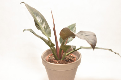 Philodendron ´ Imperial Red ´ Clt. ø17cm 50x55 cm