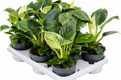 Philodendron ´ White Wave ´ Clt.1