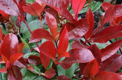 Photinia fraseri ´ Red Robin ´ Clt.30 120-140 cm Š