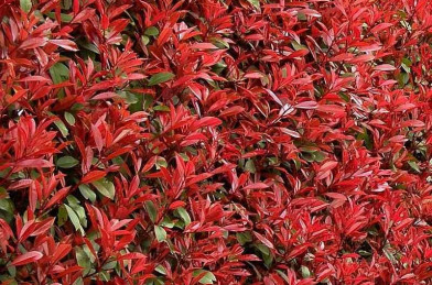 Photinia fraseri ´ Carre Rouge ´ Clt. 5