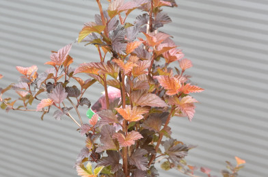 Physocarpus opulifolius ´Andre´ Clt.4 30-40 cm